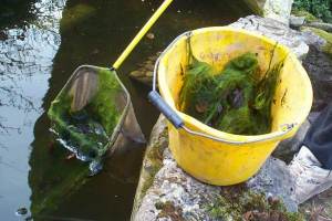 Removing Blanketweed From A Pond With a Net