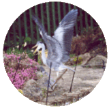 Heron Guard - Main Page