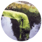 Blanketweed - Main Page